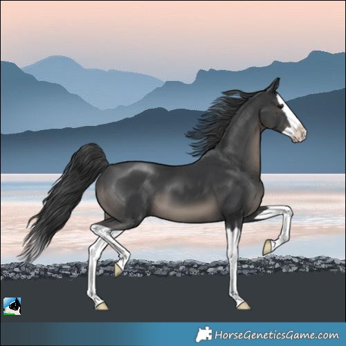 Horse Color:Black Splash 