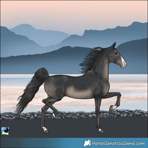 Horse Color:Black Mushroom Splash Rabicano 