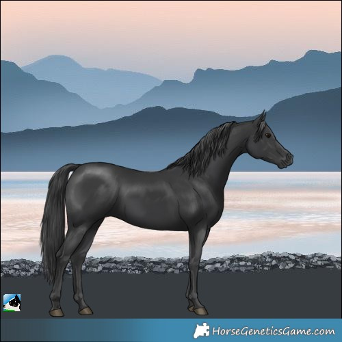 Horse Color:Black Mushroom Rabicano 