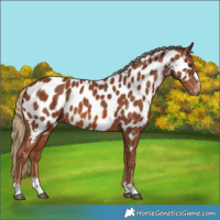 Horse Color:Chestnut Near Leopard