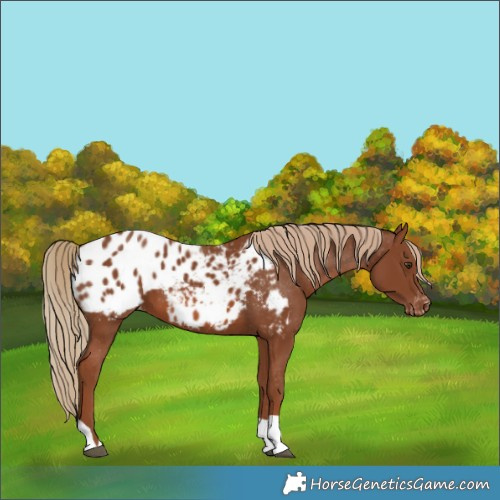 Horse Color:Chestnut Appaloosa 