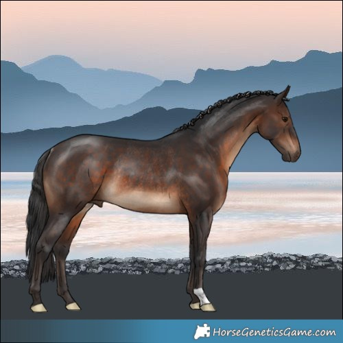 Horse Color:Brown Rabicano