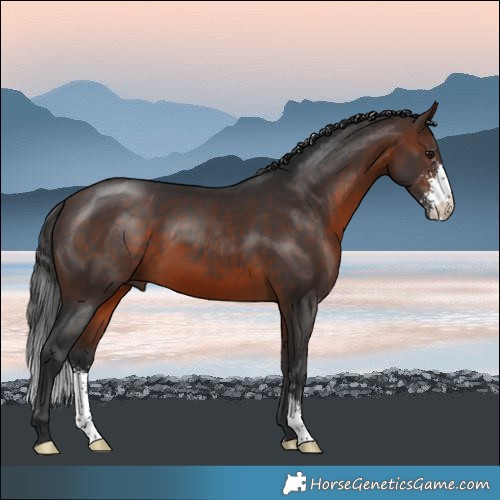 Horse Color:Brown Sabino