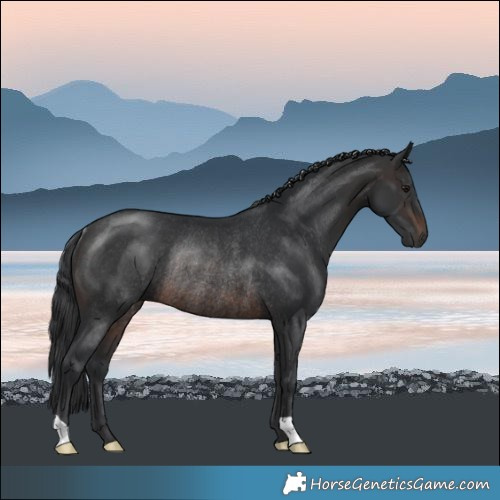 Horse Color:Brown Rabicano