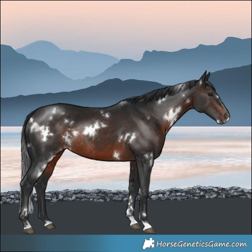 Horse Color:White Spotted Brown Mushroom Rabicano 