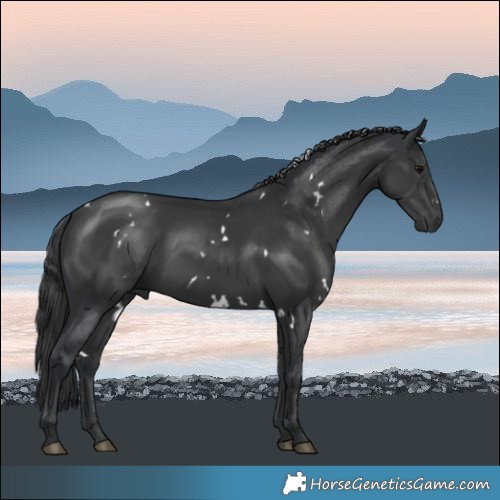 Horse Color:White Spotted Black 