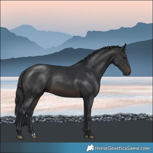 Horse Color:Brown Rabicano 