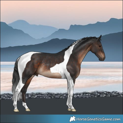 Horse Color:Brown Tobiano Rabicano