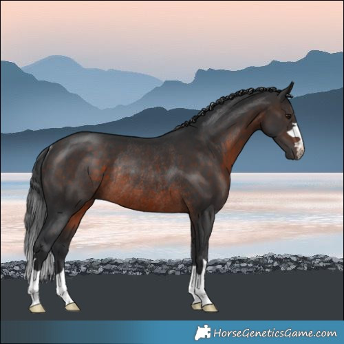 Horse Color:Brown Mushroom Rabicano