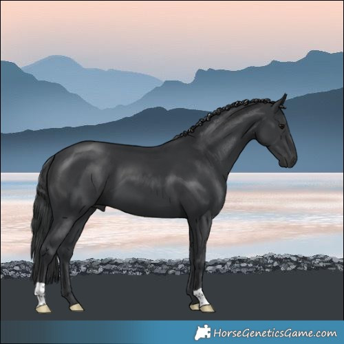 Horse Color:Black 