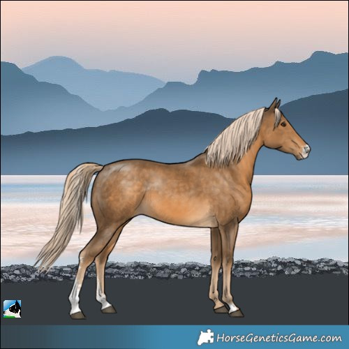 Horse Color:Chocolate Palomino Sabino Rabicano 