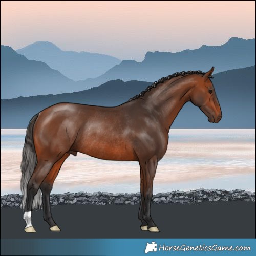 Horse Color:Bay Rabicano 