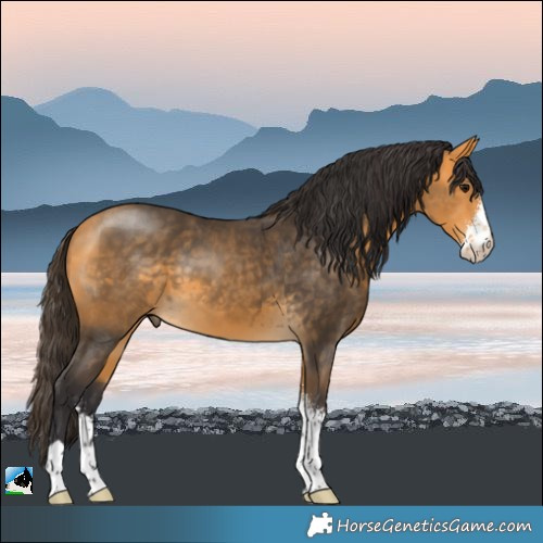 Horse Color:Buckskin Sabino 