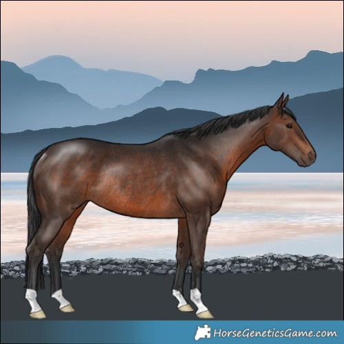 Horse Color:Brown Rabicano