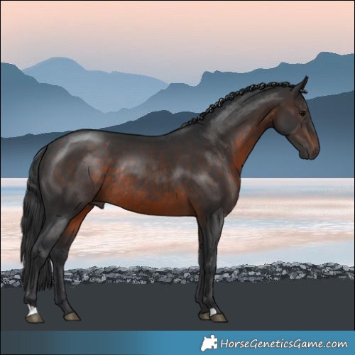 Horse Color:Brown Rabicano