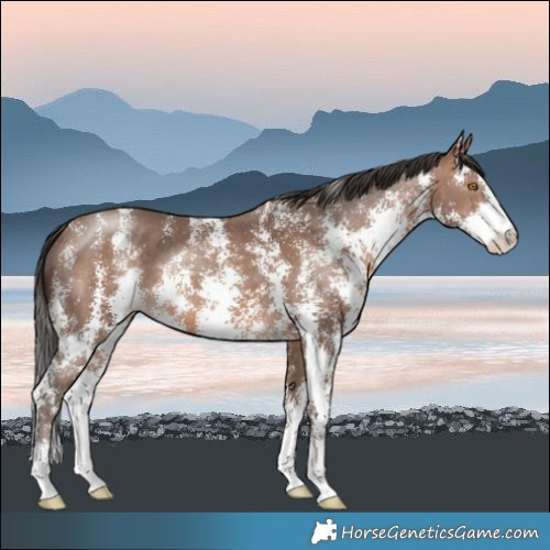 Horse Color:Sable Champagne Sabino Rabicano 
