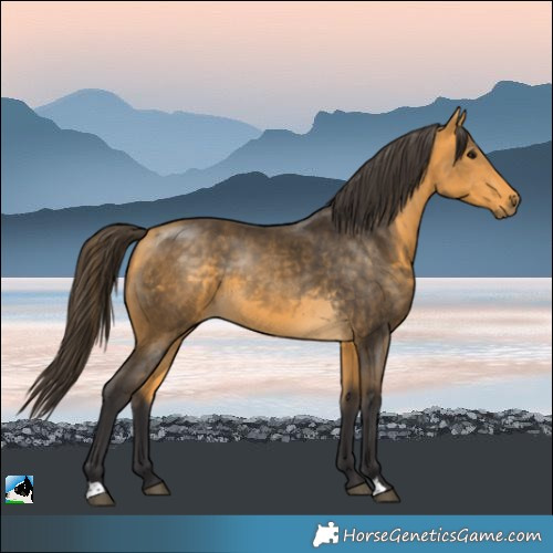 Horse Color:Buckskin