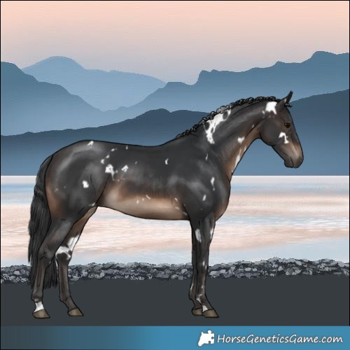 Horse Color:White Spotted Brown