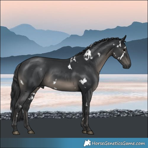 Horse Color:White Spotted Black 