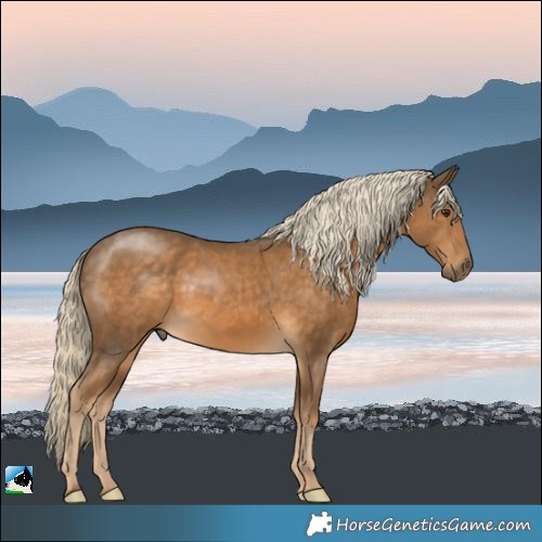 Horse Color:Chocolate Palomino Rabicano 