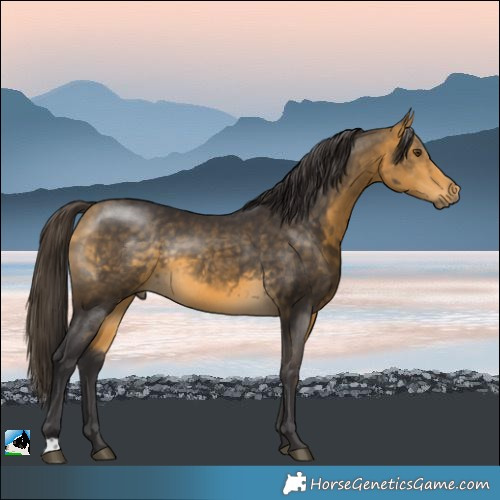 Horse Color:Buckskin Mushroom Rabicano 