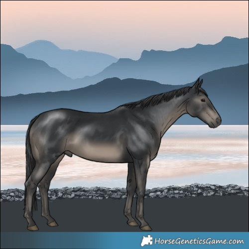 Horse Color:Black Mushroom Rabicano