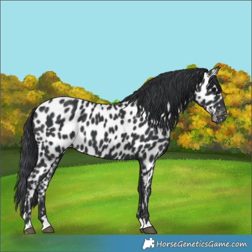 Horse Color:Black Appaloosa
