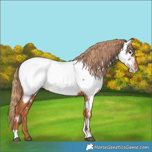 Horse Color:Chestnut Appaloosa 