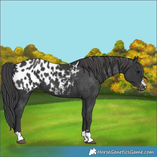 Horse Color:Black Appaloosa 