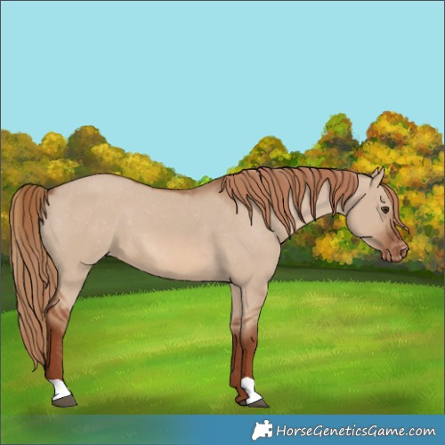 Horse Color:Red Dun Appaloosa 
