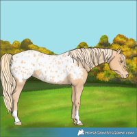 Horse Color:Gold Champagne Blanket