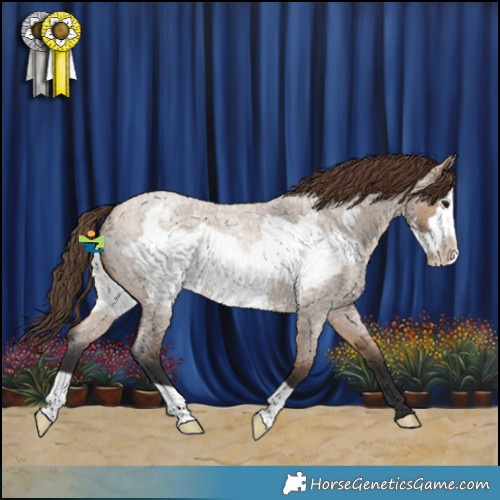 Horse Color:Bay Roan Dun Frame Appaloosa