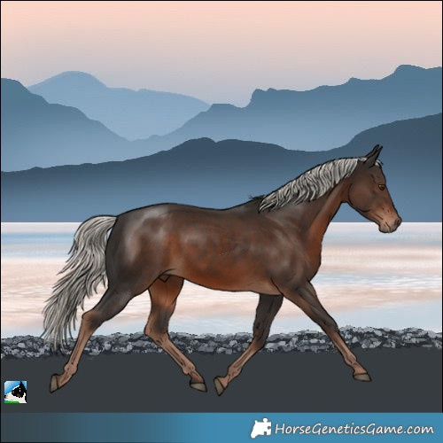 Horse Color:Liver Chestnut Mushroom Rabicano
