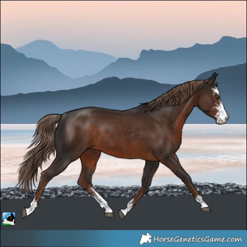 Horse Color:Liver Chestnut Sabino Rabicano 