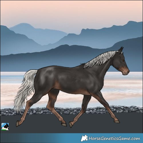 Horse Color:Liver Chestnut Mushroom 