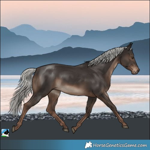 Horse Color:Liver Chestnut Mushroom Rabicano 