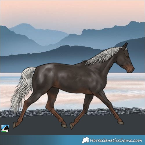 Horse Color:Liver Chestnut Mushroom Rabicano 