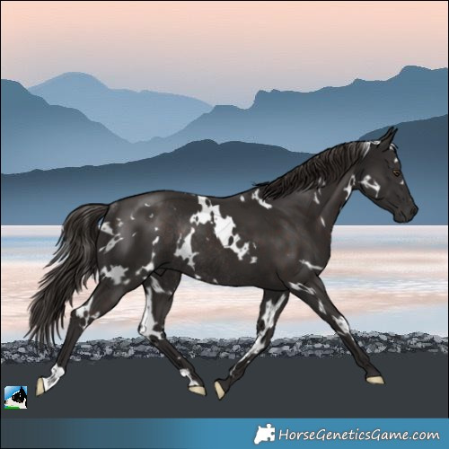 Horse Color:White Spotted Liver Chestnut Rabicano