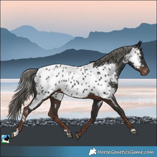 Horse Color:Liver Chestnut Mushroom Appaloosa Rabicano