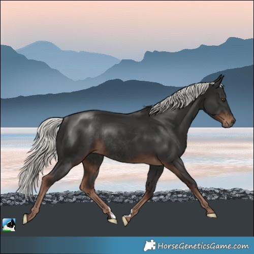 Horse Color:Liver Chestnut Mushroom Rabicano 