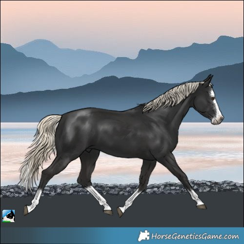 Horse Color:Gray Liver Chestnut Mushroom Splash