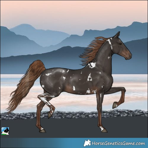 Horse Color:White Spotted Liver Chestnut Rabicano 