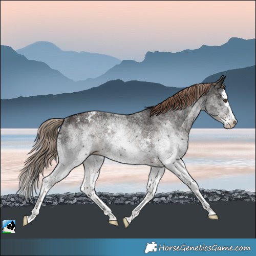 Horse Color:White Spotted Liver Chestnut Splash Varnish Rabicano 