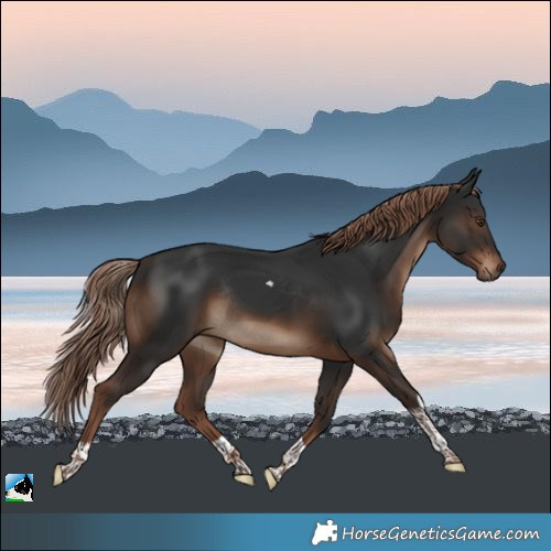 Horse Color:Liver Chestnut Tobiano Rabicano