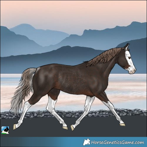 Horse Color:Liver Chestnut Splash Rabicano 