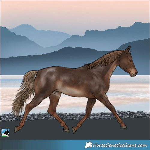 Horse Color:Liver Chestnut Rabicano 