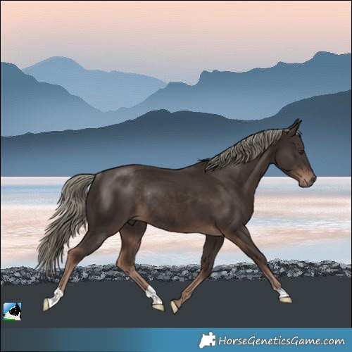 Horse Color:Liver Chestnut Mushroom Rabicano 