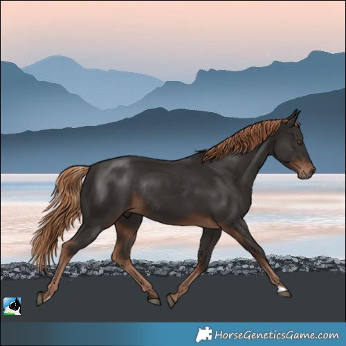 Horse Color:Liver Chestnut Rabicano 