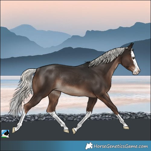 Horse Color:Liver Chestnut Mushroom Splash Rabicano 