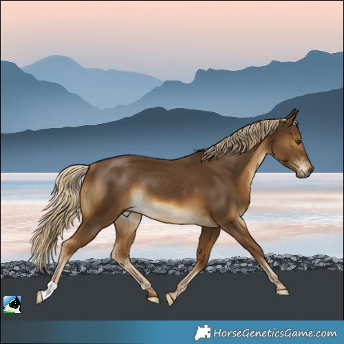 Horse Color:Chocolate Palomino Rabicano 